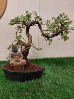 Japanese iep bonsai (Zelkova) - Hoogte (boom): 26 cm -, Antiek en Kunst