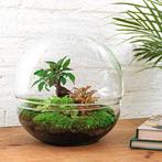 DIY terrarium - Dome XL - Ficus Ginseng Bonsai -  30 cm - N, Verzenden