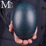 Emu-ei – Dromaius novaehollandiae – natuurlijke lege schaal, Antiek en Kunst