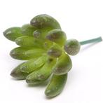 6. 5cm. ARTIFICIAL SUCCULENT GREEN/RED Succulent, Ophalen of Verzenden, Nieuw