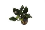 AQUAlook Anubias Nana Thick Leaf | Dwerg Speerblad | in 5 cm, Dieren en Toebehoren, Nieuw, Ophalen of Verzenden