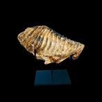 Wolharige mammoet - Fossiele kies - 15 cm - 30 cm