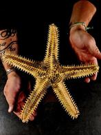 Zonder reservering doornster Taxidermie volledige montage -, Antiek en Kunst, Curiosa en Brocante