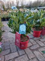 Rhododendron Hybr. Easydendron Madame Masson 40cm, Tuin en Terras, Planten | Bomen, Ophalen