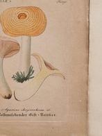Diedrich Franz Leonhard von Schlechtendal (1794 / 1866) -, Antiek en Kunst, Antiek | Boeken en Bijbels