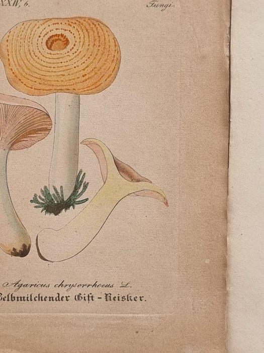 Diedrich Franz Leonhard von Schlechtendal (1794 / 1866) -, Antiek en Kunst, Antiek | Boeken en Bijbels