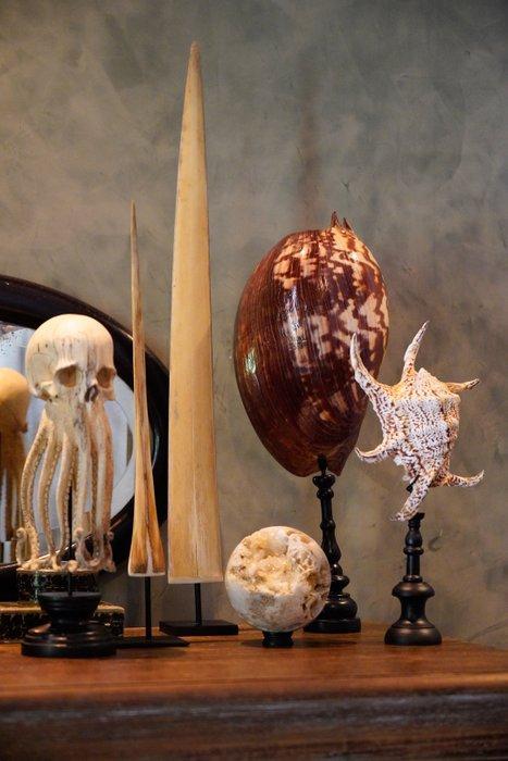 Melo amfora schelp op een aangepaste standaard - Zeeschelp -, Antiek en Kunst, Kunst | Designobjecten