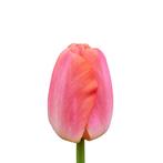 Bloembollen - 64 x Tulp Orange Pride - oranje, Verzenden, Voorjaar, Volle zon, Bloembol