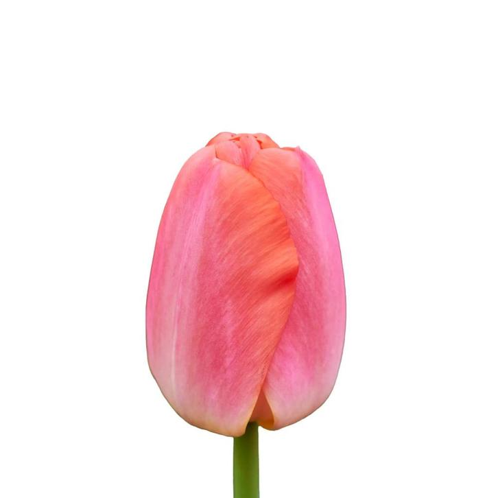Bloembollen - 64 x Tulp Orange Pride - oranje, Tuin en Terras, Bloembollen en Zaden, Bloembol, Voorjaar, Volle zon, Verzenden