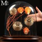 Nieuwsgierigheid van de Natuur Glazen Klokken Mariene, Antiek en Kunst