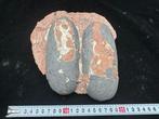 Dinosaurus - Gefossiliseerd ei - Oviraptor sp. - 18 cm - 21, Verzamelen