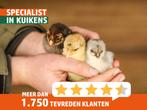 Wyandotte kriel kippenkuikens | Gesekste kuikens, ingeënt, Dieren en Toebehoren, Kip, Vrouwelijk