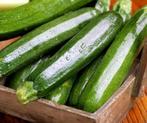 Tarmino F1 Courgette Groene Courgette 50 zaden, Ophalen of Verzenden, Nieuw