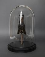 Vleermuis Taxidermie volledige montage - Tylonycteris