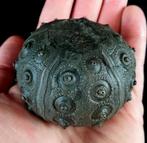 Indrukwekkende zee-egel!!! - Uitzonderlijke maat, 60 mm!!! -