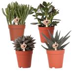 Kolibri Greens | set van 4 succulenten - groene planten - po, Verzenden, Nieuw