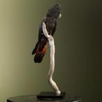 Roodstaartraafkaketoe Taxidermie Opgezette Dieren By Max, Ophalen of Verzenden, Nieuw, Vogel, Opgezet dier