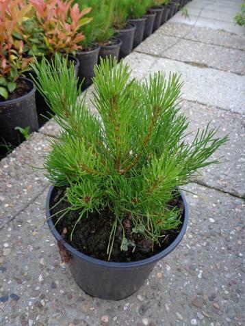 Pinus uncinata  bergden    in pot beschikbaar voor biedingen