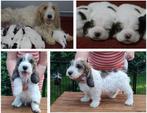 Petit Basset Griffon Vendéen (PBGV) Puppies met Stamboom., Dieren en Toebehoren, Nederland, Parvo, Basset, 8 tot 15 weken