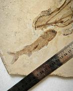 Planten en vissen - Gefossiliseerd dier - Lycoptera - 26 cm