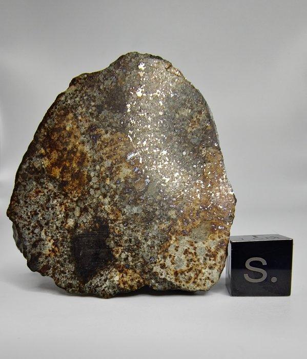 NWA 869 meteoriet, L3-6. De beroemdste chondriet - 66.77 g, Verzamelen, Mineralen en Fossielen