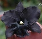 Zwarte Orchidee zijde / bloem Zwarte Orchidee zijde, Huis en Inrichting, Woonaccessoires | Kunstplanten en Kunstbloemen, Nieuw