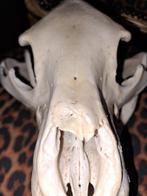 Noord-Amerikaanse zwarte beren schedel Bot - Ursus, Verzamelen, Nieuw