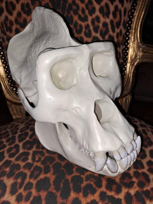 Oostelijke gorilla - replica schedel Schedel - G. beringei -, Antiek en Kunst, Curiosa en Brocante