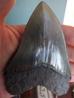 Haai - Fossiele tand - Carcharocles (Otodus) megalodon - 110