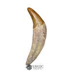 Top Huge 12,5 cm Basilosaurus (walvisvoorouder) incisief met, Verzamelen