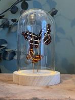 Vlinder Taxidermie volledige montage - Véritable Catanephele