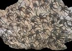 Slangster - Fossiele matrix - Ophiura sp. - 80 cm - 48 cm, Verzamelen, Mineralen en Fossielen