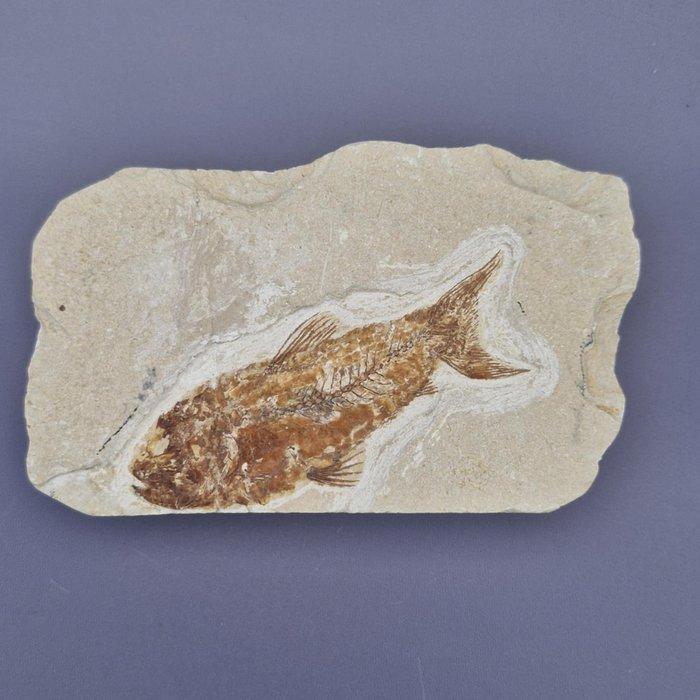 Fossiele vis - Fossiel skelet - Sedenhorstia - 114 mm - 73, Verzamelen, Mineralen en Fossielen