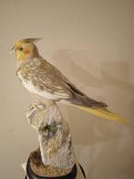 Valkparkiet Taxidermie volledige montage - Nymphicus, Nieuw