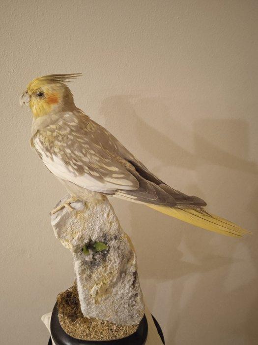 Valkparkiet Taxidermie volledige montage - Nymphicus, Verzamelen, Dierenverzamelingen