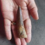 Dinosaurus - Fossiele tand - Sehr großer Spinosaurus, Verzamelen