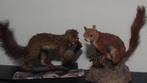 Eekhoorn Taxidermie volledige montage - Sciurus Vulgaris -