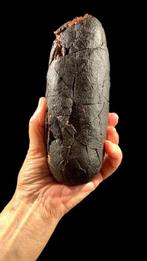 Gefossiliseerd ei - Oviraptoridae - 19 cm - 6 cm (Zonder, Verzamelen, Mineralen en Fossielen
