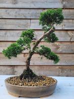 Jeneverbes bonsai (Juniperus) - Hoogte (boom): 30 cm -