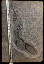 Aantrekkelijk figuur - Gefossiliseerd dier - Saurichthys sp