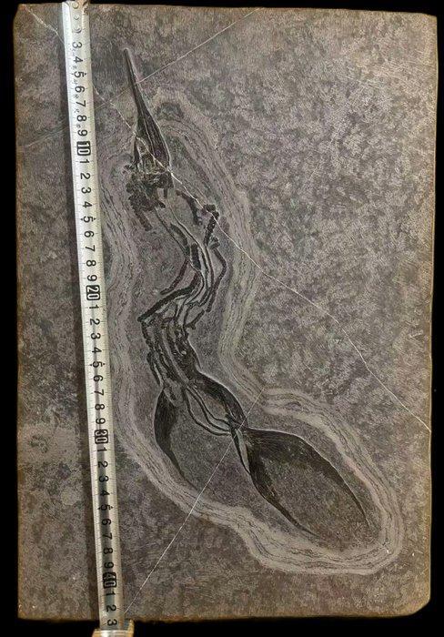 Aantrekkelijk figuur - Gefossiliseerd dier - Saurichthys sp, Verzamelen, Mineralen en Fossielen