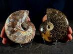 ammoniet + cleoniceras - Gefossiliseerde schelp -