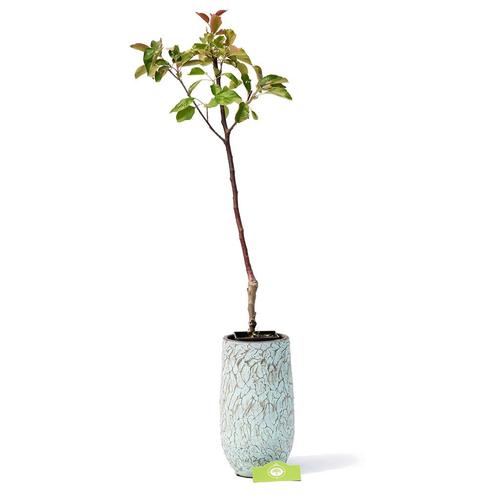appelboom Malus domestica Goudreinet Schone va, Tuin en Terras, Planten | Fruitbomen, Volle zon, Verzenden