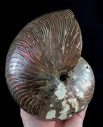 Uitstekende nautilus!!! - indrukwekkende kleuren -