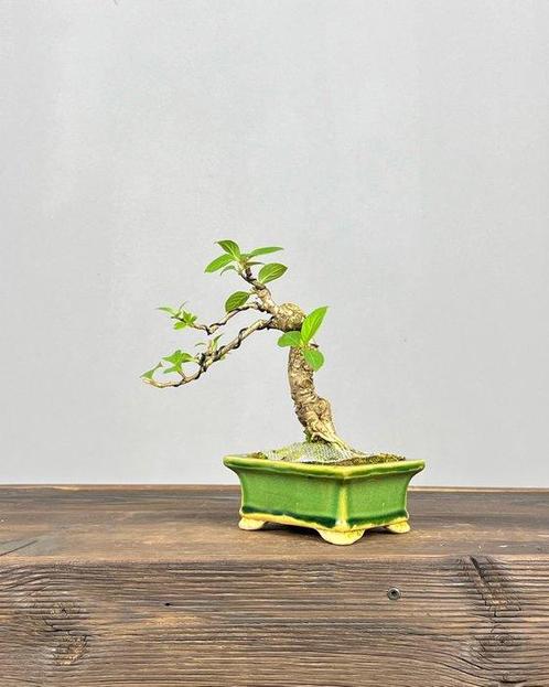 hortensia - Hoogte (boom): 16 cm - Diepte (boom): 12 cm -, Antiek en Kunst, Curiosa en Brocante