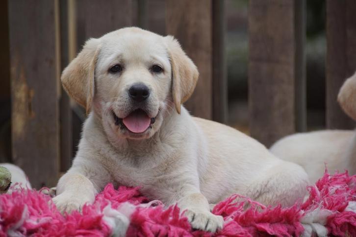 Authentieke Gele Labrador pups met Stamboom en NLV keurmerk, Dieren en Toebehoren, Honden | Retrievers, Spaniëls en Waterhonden