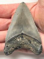 Megalodon tand 8,8 cm - Fossiele tand - Carcharocles, Nieuw