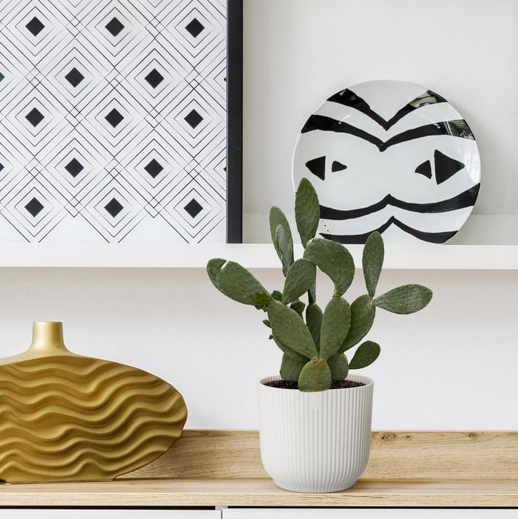 Cactus Opuntia | 120cm - Ø38cm, Huis en Inrichting, Kamerplanten, Verzenden