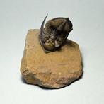 Trilobiet - Gefossiliseerd dier - Metacanthina