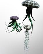 De leukste creaties met Tillandsia luchtplantjes! Airplants., Huis en Inrichting, Overige soorten, Minder dan 100 cm, Bloeiende kamerplant